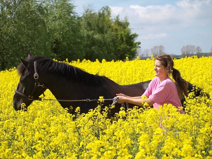 Gul Mark med 5 flotte ponyer! billede 120