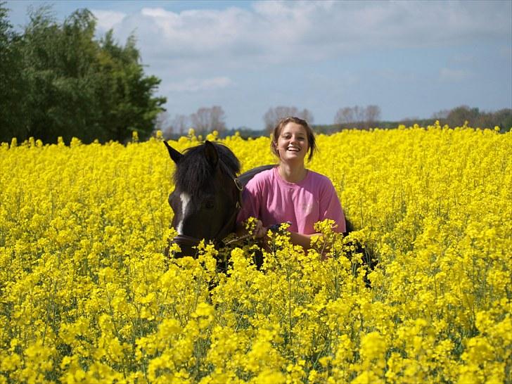 Gul Mark med 5 flotte ponyer! billede 121