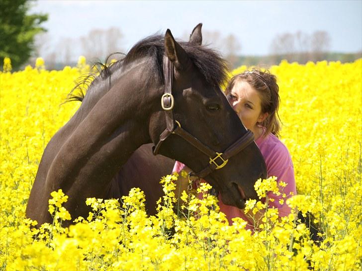 Gul Mark med 5 flotte ponyer! billede 122