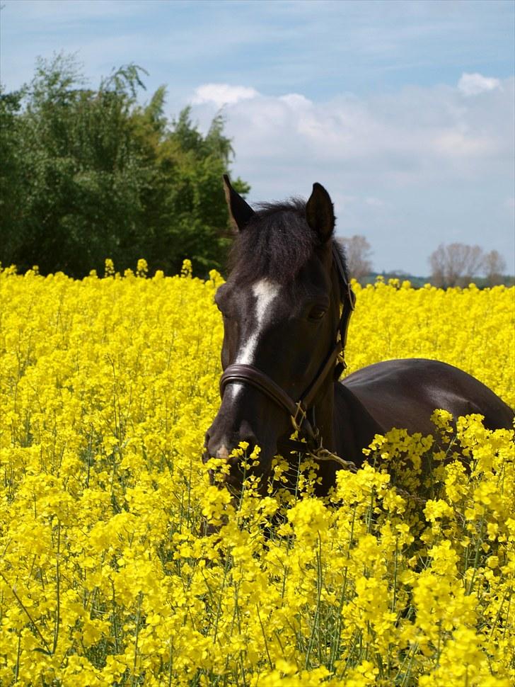 Gul Mark med 5 flotte ponyer! billede 124