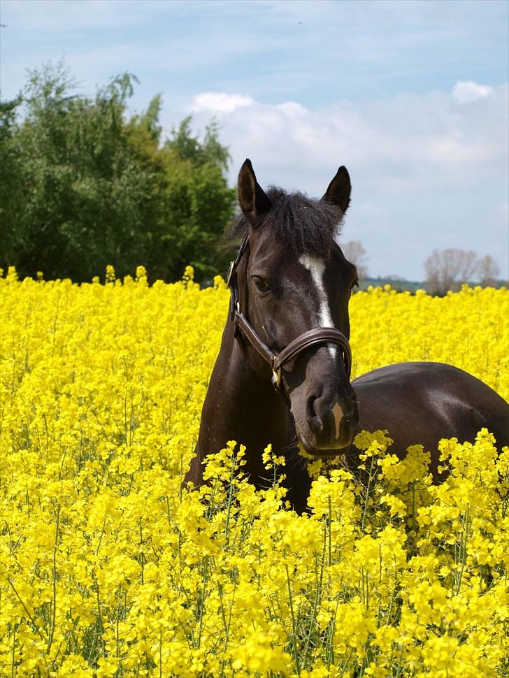 Gul Mark med 5 flotte ponyer! billede 125