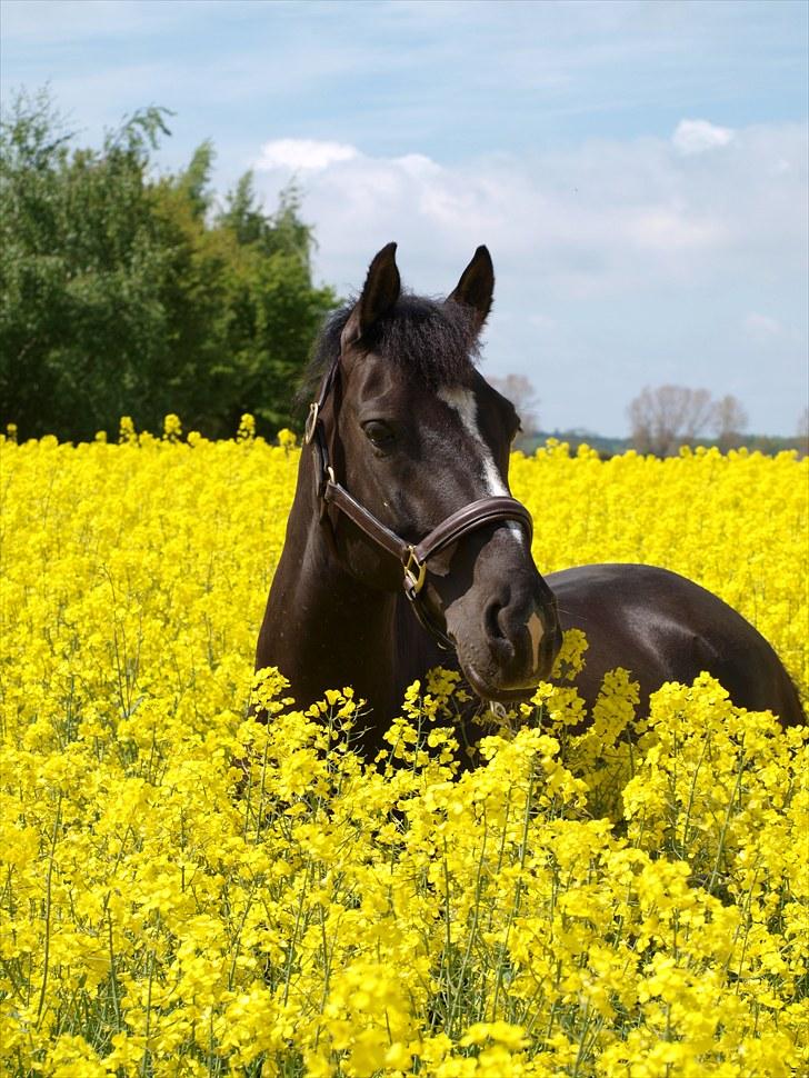 Gul Mark med 5 flotte ponyer! billede 126