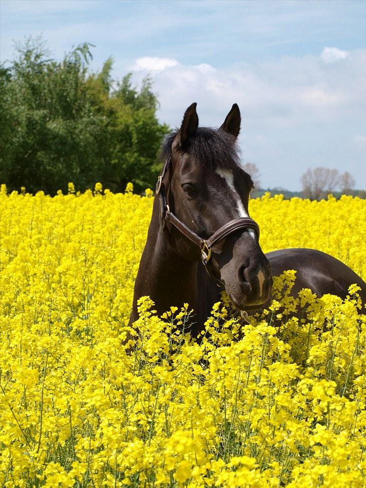 Gul Mark med 5 flotte ponyer! billede 127