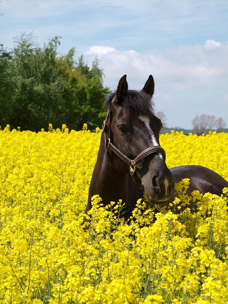Gul Mark med 5 flotte ponyer! billede 128