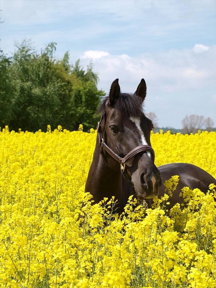 Gul Mark med 5 flotte ponyer! billede 129