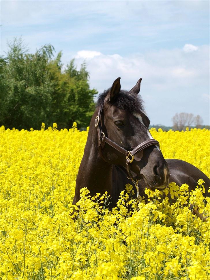 Gul Mark med 5 flotte ponyer! billede 130
