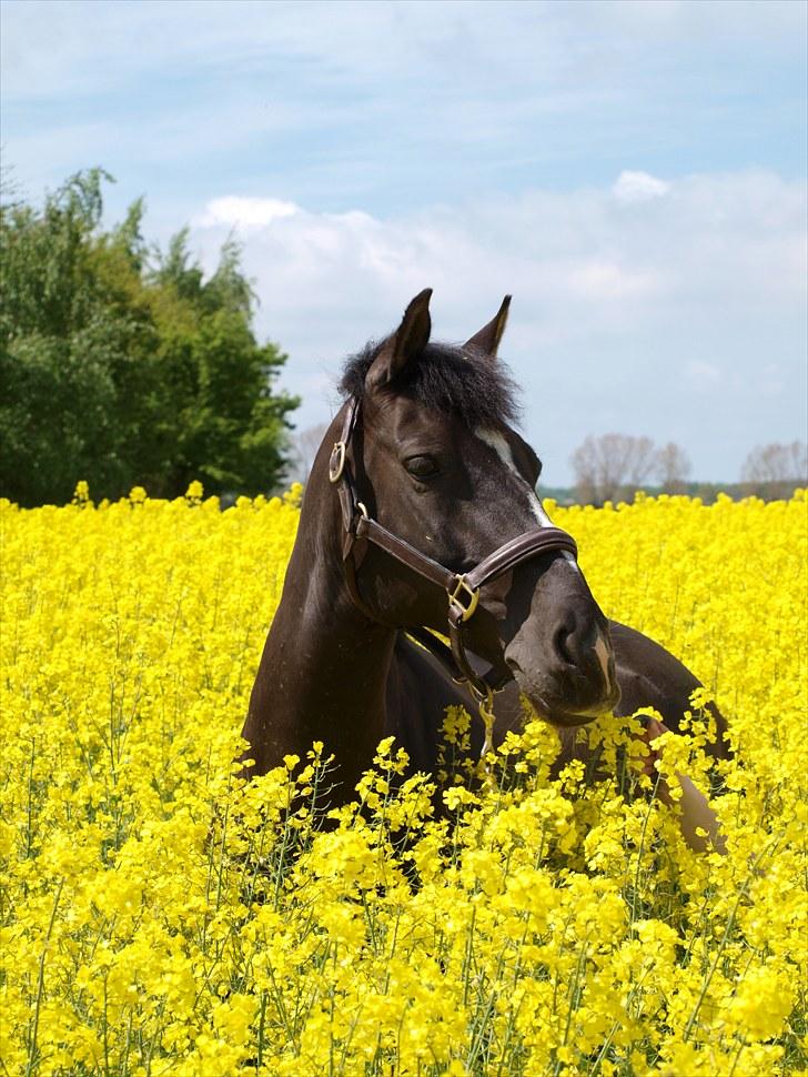 Gul Mark med 5 flotte ponyer! billede 131