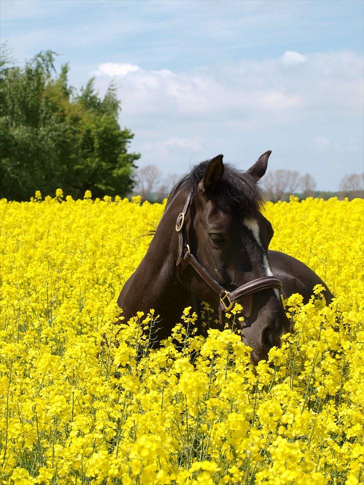 Gul Mark med 5 flotte ponyer! billede 132