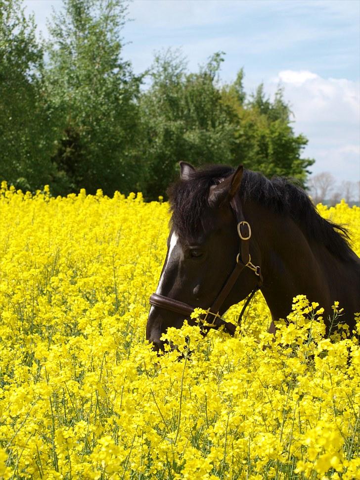 Gul Mark med 5 flotte ponyer! billede 133