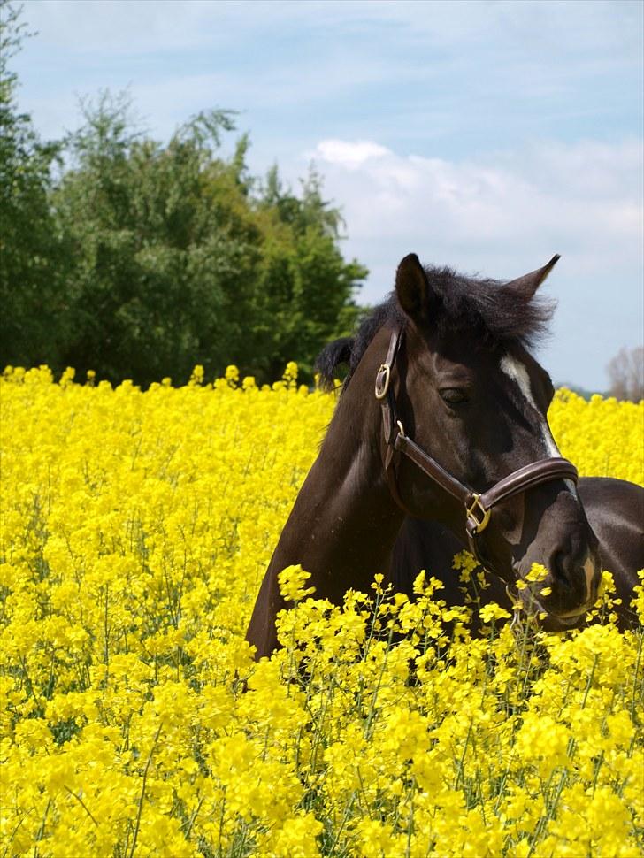 Gul Mark med 5 flotte ponyer! billede 134