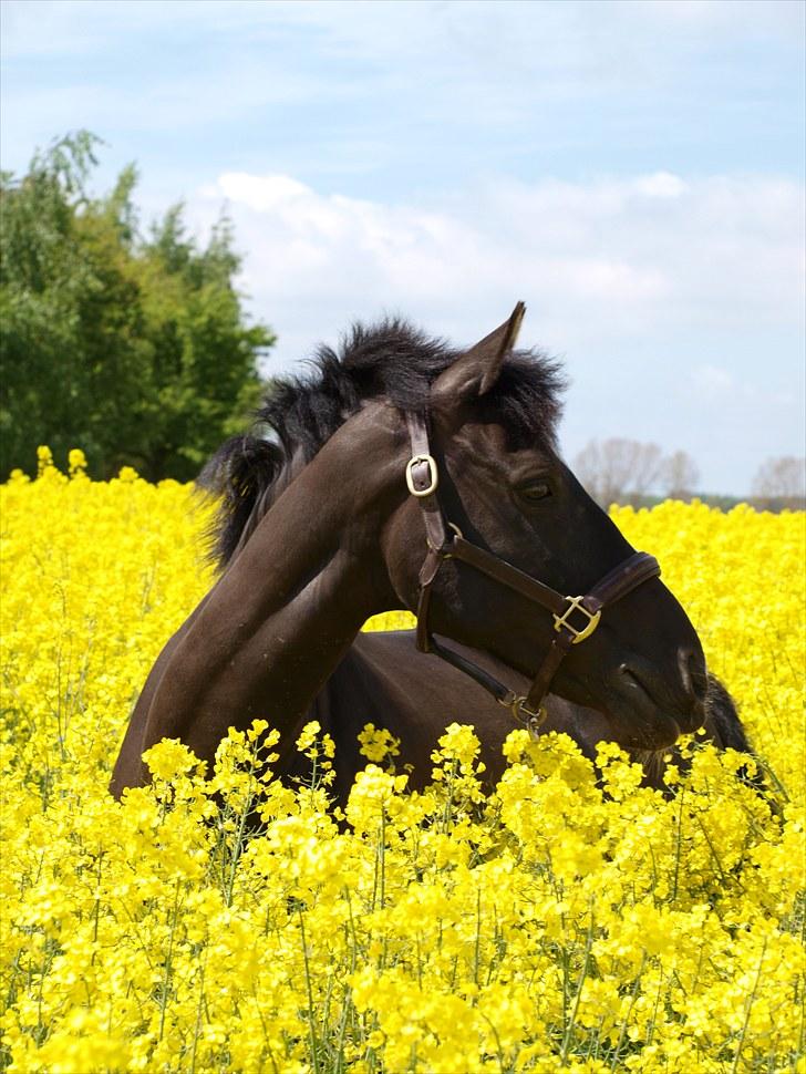 Gul Mark med 5 flotte ponyer! billede 135