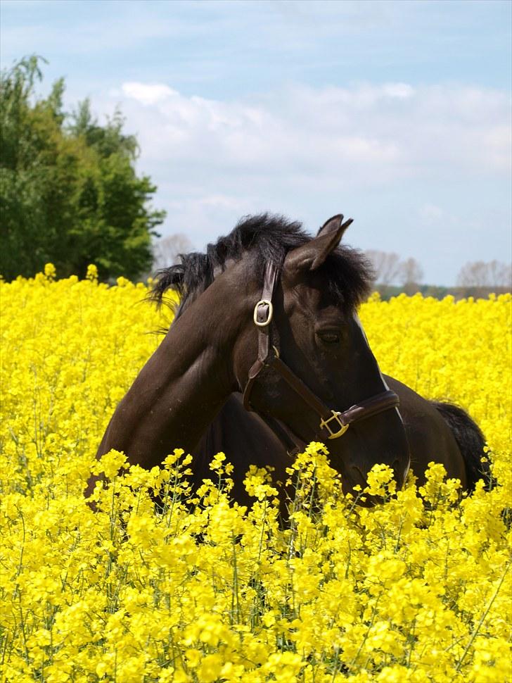 Gul Mark med 5 flotte ponyer! billede 136