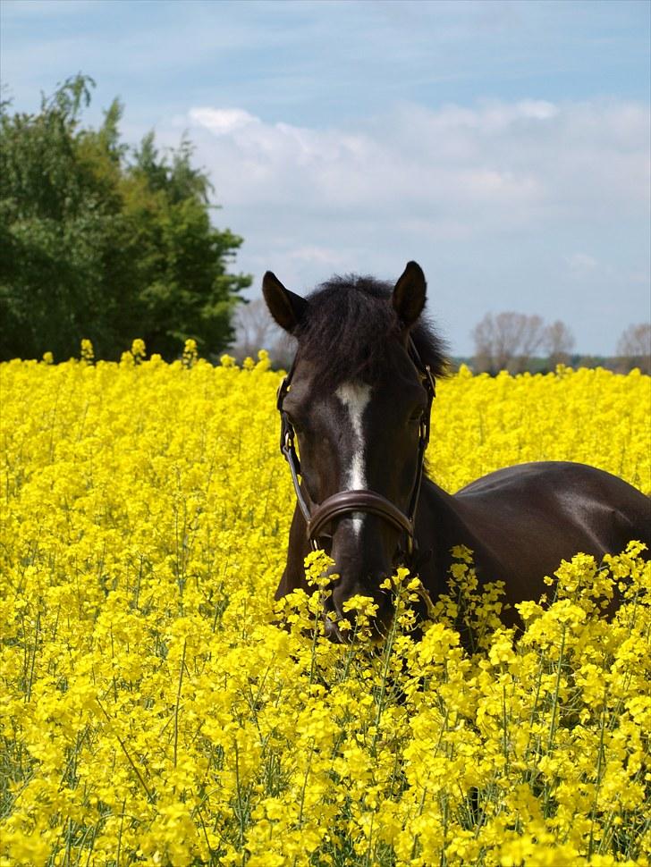 Gul Mark med 5 flotte ponyer! billede 137