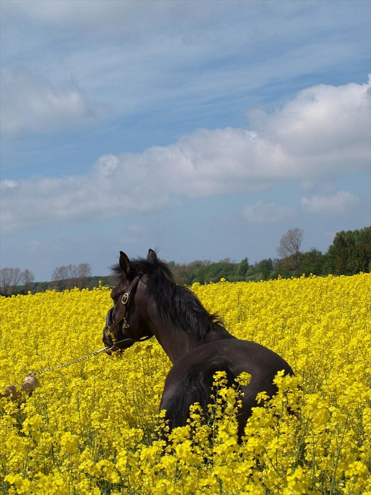 Gul Mark med 5 flotte ponyer! billede 138