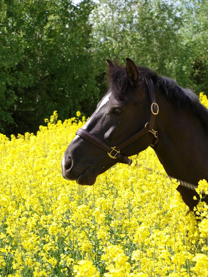 Gul Mark med 5 flotte ponyer! billede 139