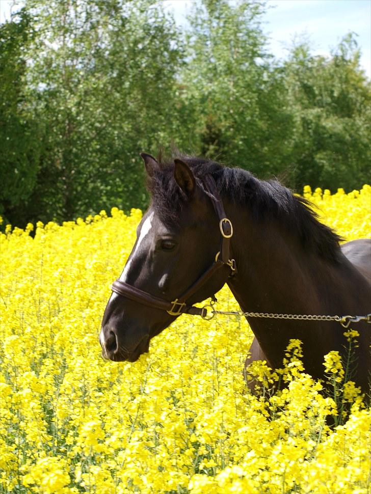 Gul Mark med 5 flotte ponyer! billede 140