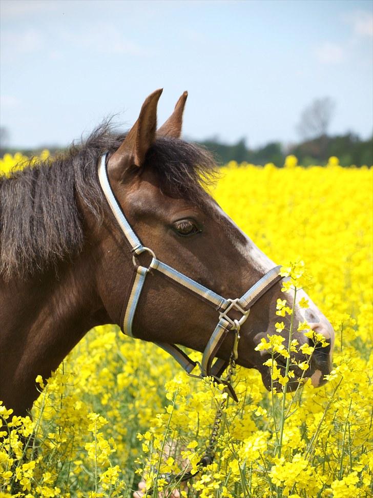 Gul Mark med 5 flotte ponyer! billede 142