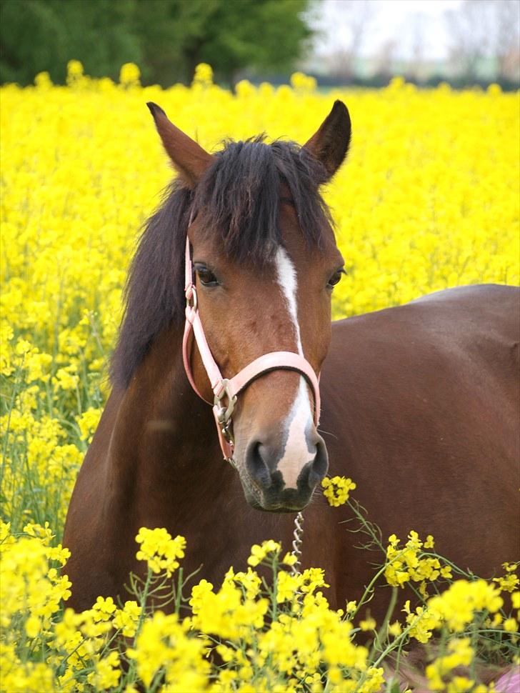 Gul Mark med 5 flotte ponyer! billede 143