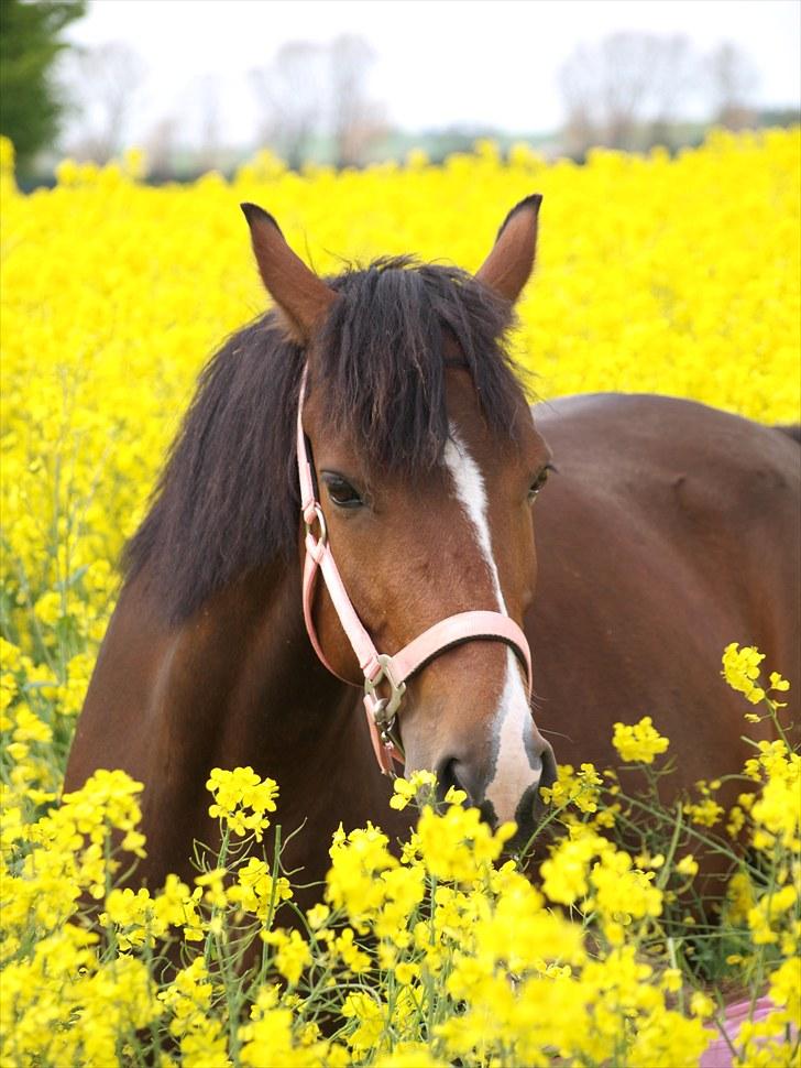 Gul Mark med 5 flotte ponyer! billede 144