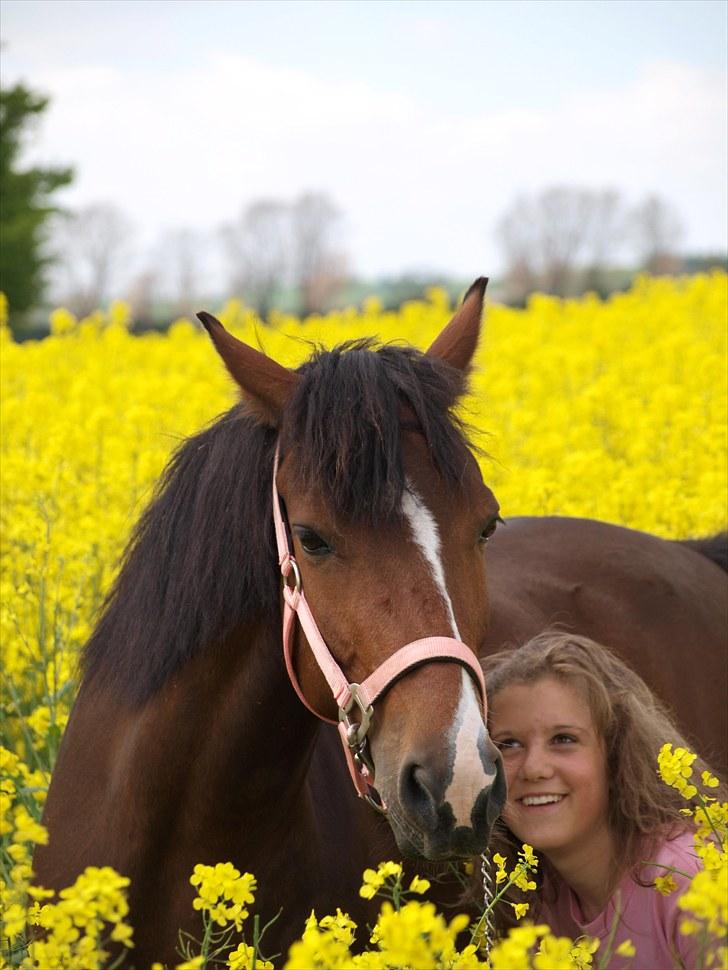 Gul Mark med 5 flotte ponyer! billede 145