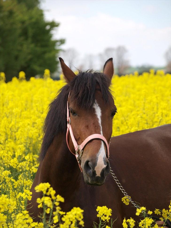 Gul Mark med 5 flotte ponyer! billede 146