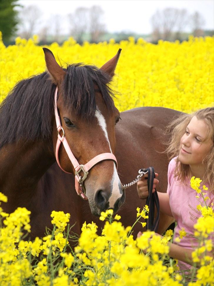 Gul Mark med 5 flotte ponyer! billede 147