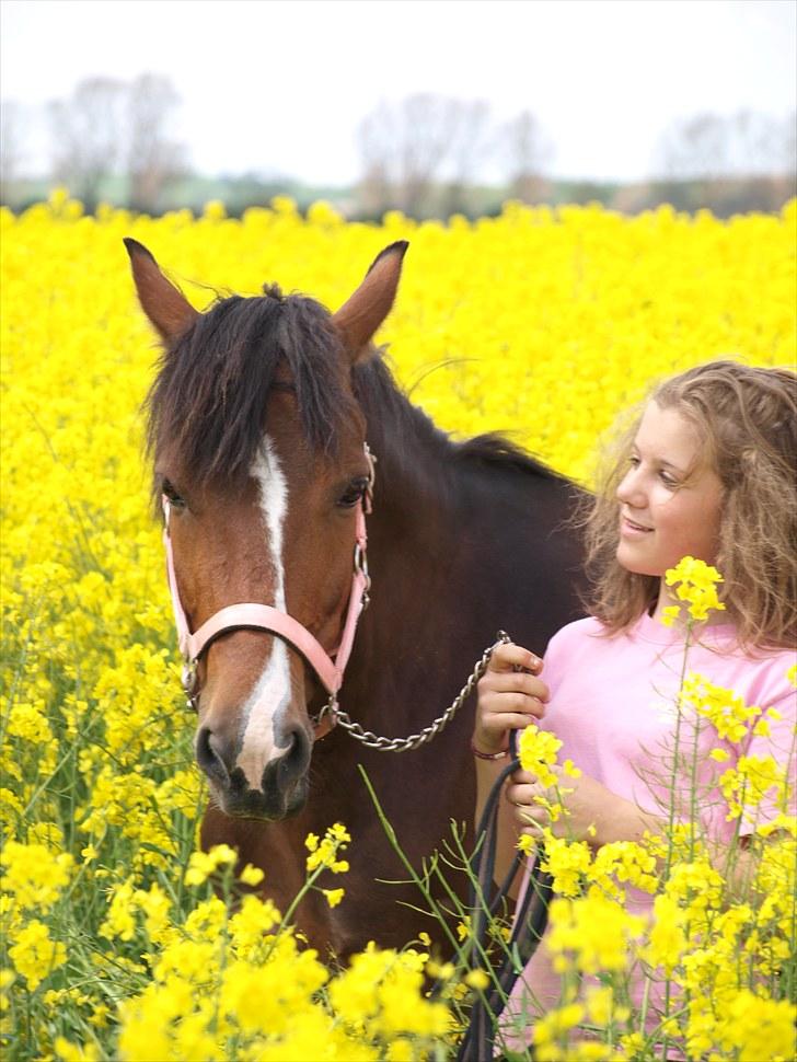 Gul Mark med 5 flotte ponyer! billede 148