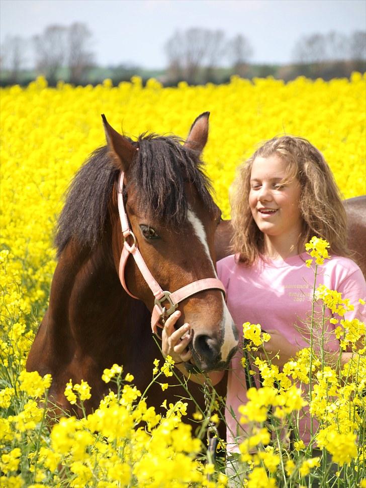 Gul Mark med 5 flotte ponyer! billede 149