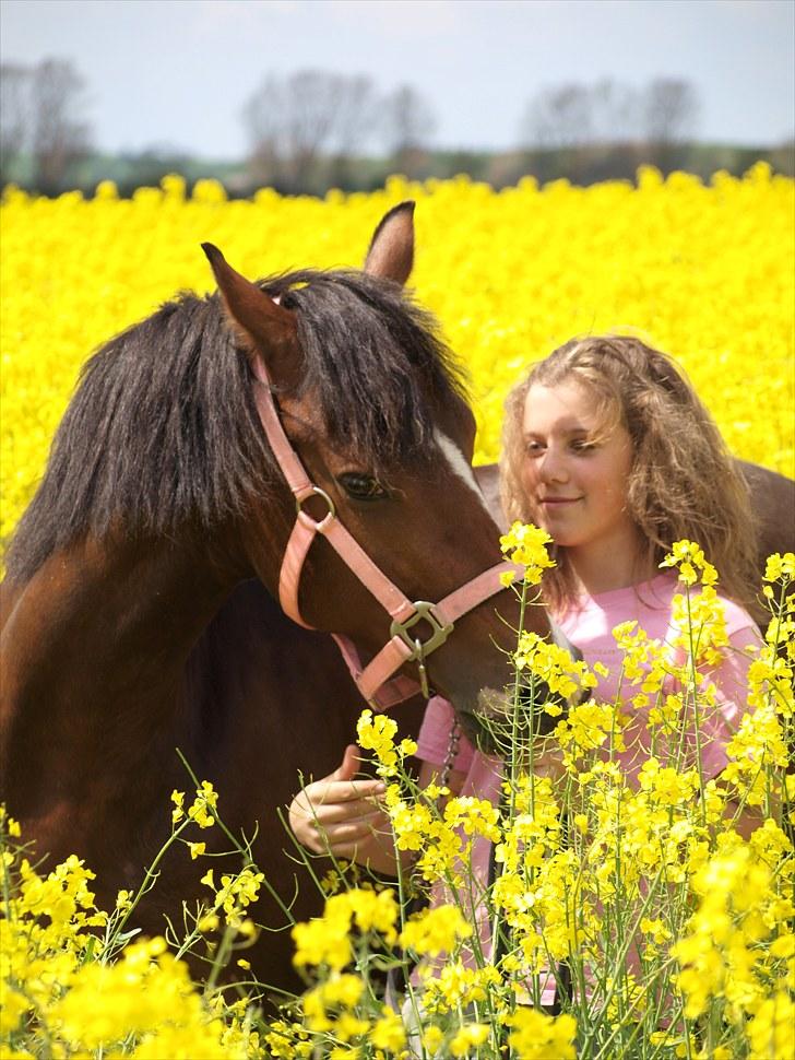 Gul Mark med 5 flotte ponyer! billede 150