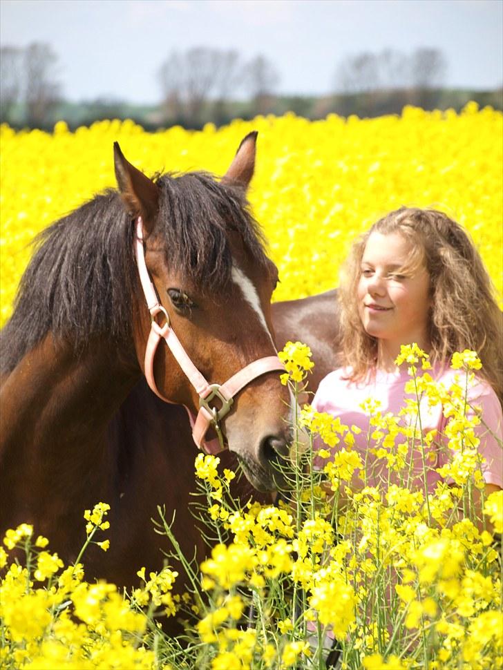 Gul Mark med 5 flotte ponyer! billede 151