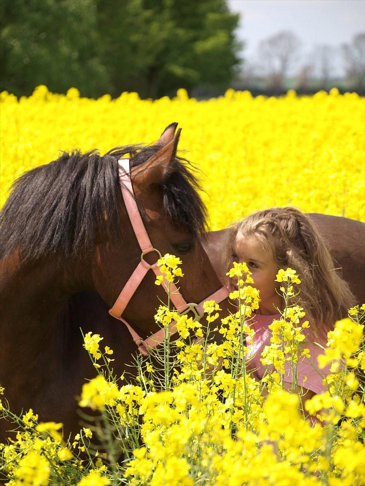Gul Mark med 5 flotte ponyer! billede 152