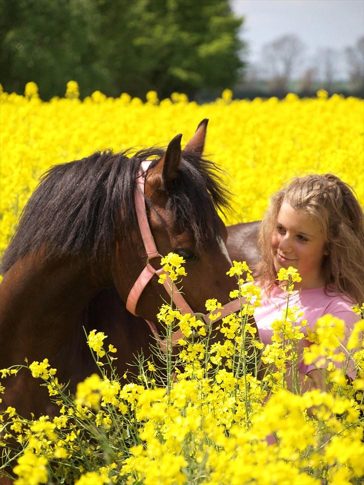 Gul Mark med 5 flotte ponyer! billede 153