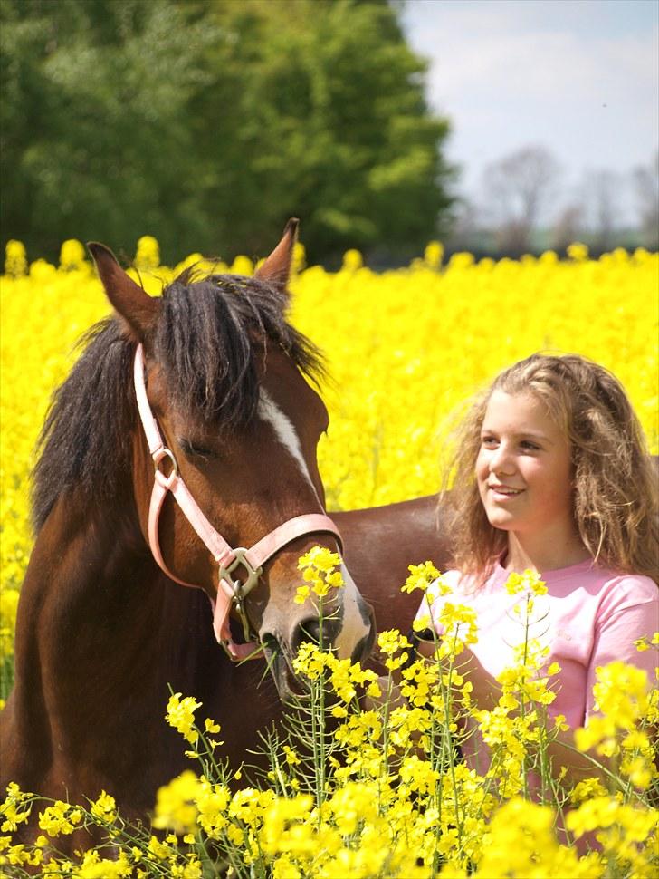 Gul Mark med 5 flotte ponyer! billede 154