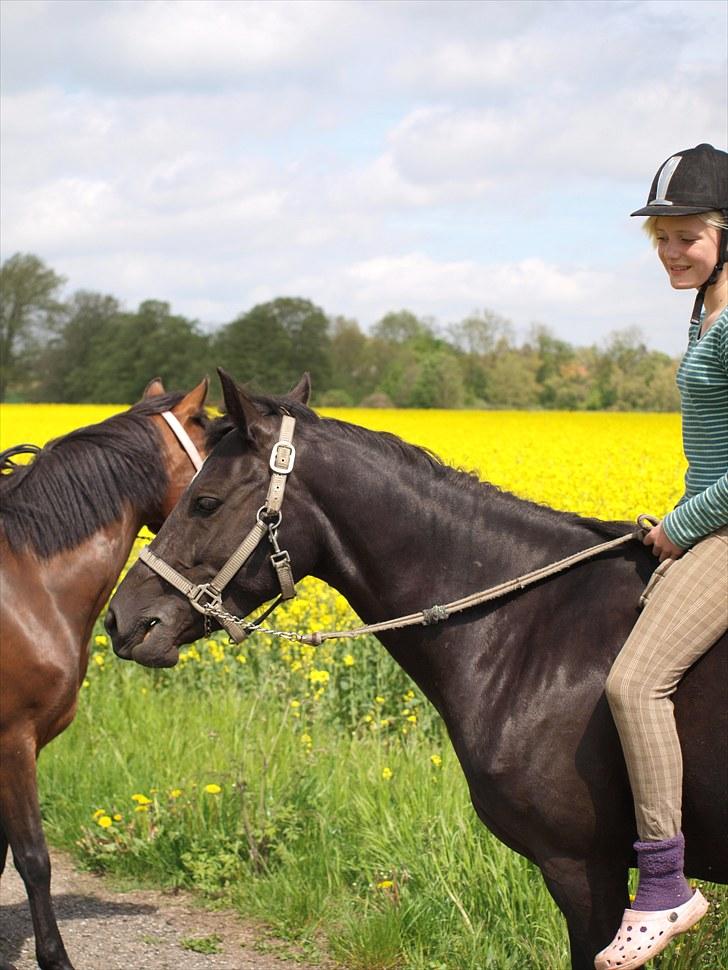 Gul Mark med 5 flotte ponyer! billede 155