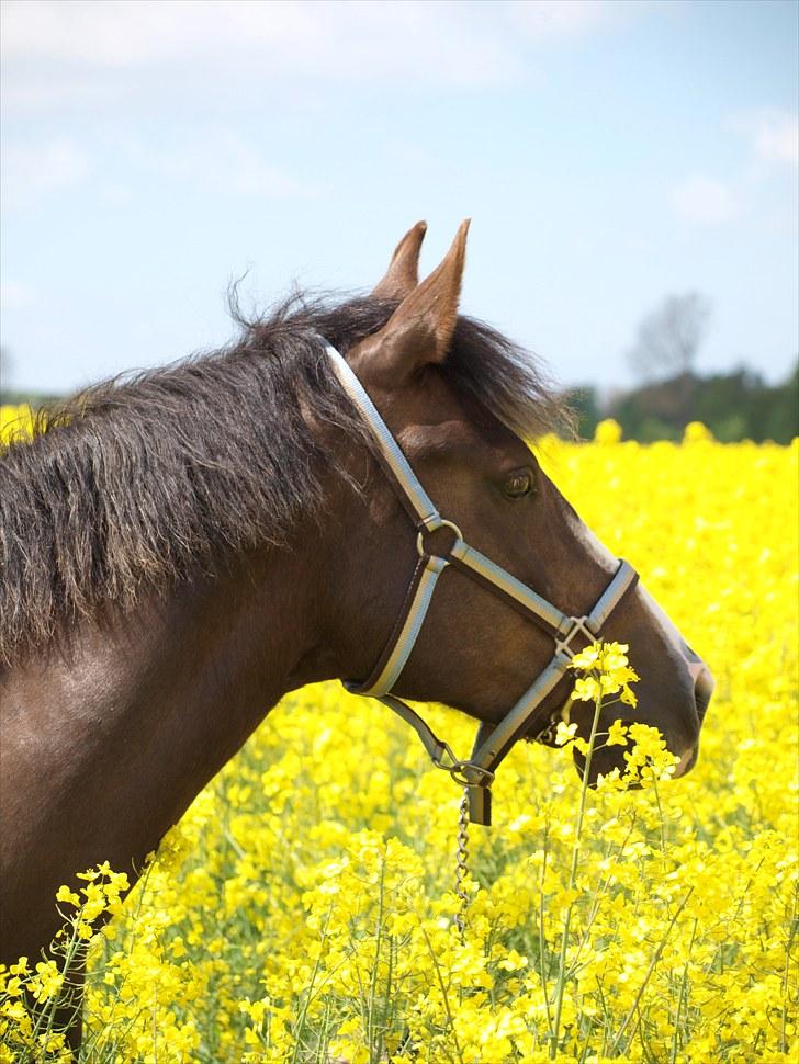 Gul Mark med 5 flotte ponyer! billede 156