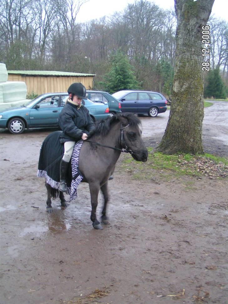 Flokken på  (Huholt Hestepension) - Lille Blacki og Mille. deres første ridetur på gården.D 28-12-06 billede 49