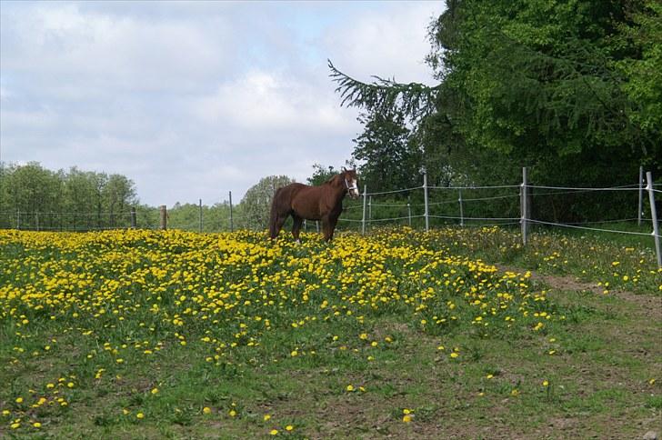 Træning på basse;-D - Velkommen til vores lille fotoalbum;-) billede 1