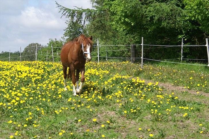 Træning på basse;-D - Nu kommer jeg bare hen til jer!;-) billede 2