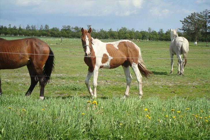 Blandet billeder af ponyer/heste billede 3