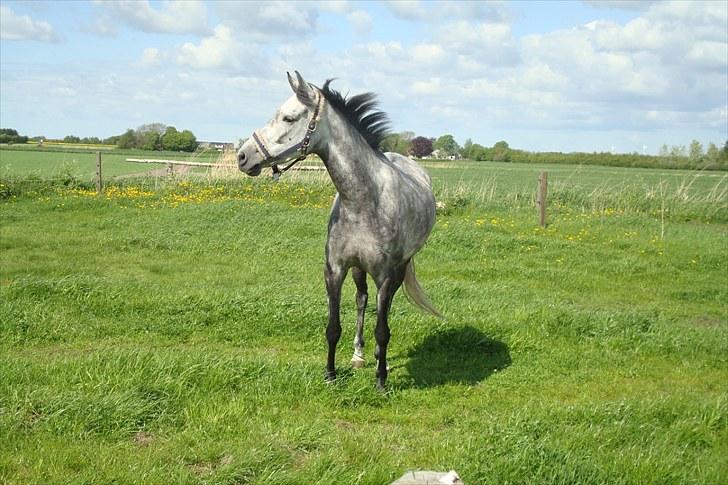 Blandet billeder af ponyer/heste billede 16