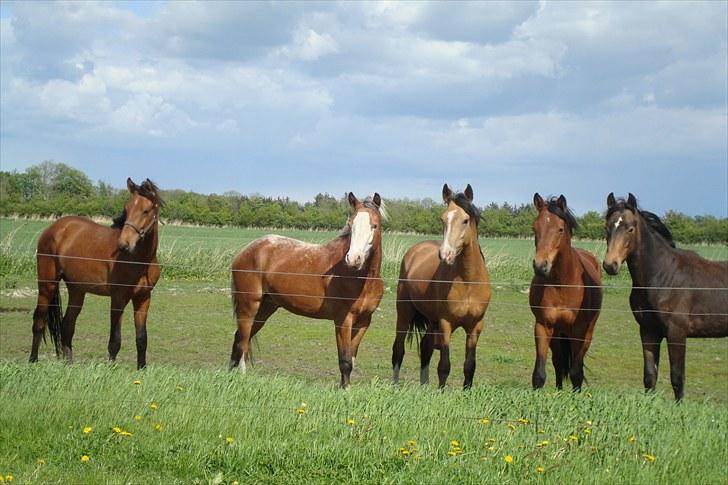 Blandet billeder af ponyer/heste billede 20