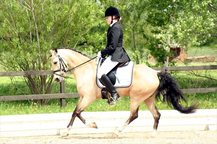 Rideklubben Falken d. 29.05.2010 - X-FAKTOR CUP KVALIFIKATION billede 5