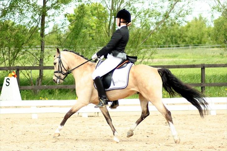 Rideklubben Falken d. 29.05.2010 - X-FAKTOR CUP KVALIFIKATION billede 14