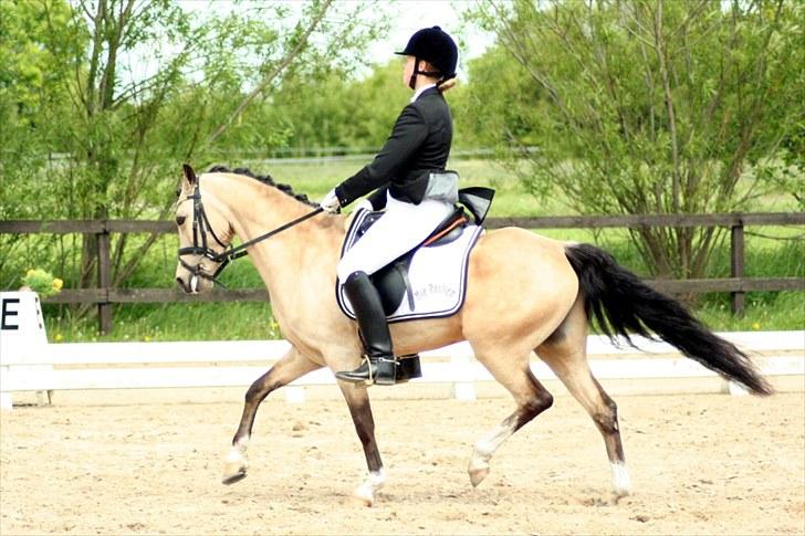 Rideklubben Falken d. 29.05.2010 - X-FAKTOR CUP KVALIFIKATION billede 15