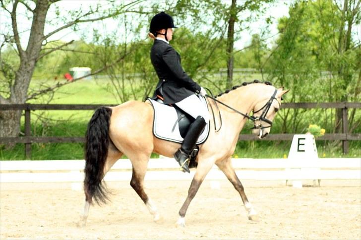 Rideklubben Falken d. 29.05.2010 - X-FAKTOR CUP KVALIFIKATION billede 16