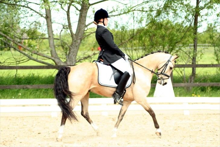 Rideklubben Falken d. 29.05.2010 - X-FAKTOR CUP KVALIFIKATION billede 17