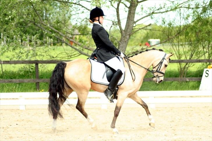 Rideklubben Falken d. 29.05.2010 - X-FAKTOR CUP KVALIFIKATION billede 18