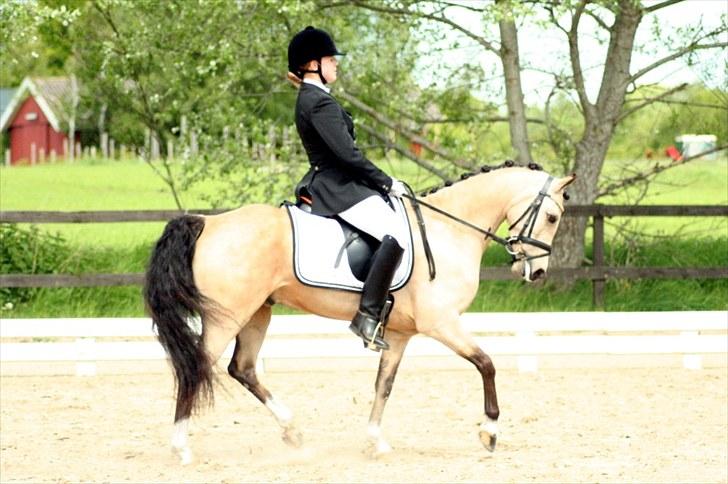 Rideklubben Falken d. 29.05.2010 - X-FAKTOR CUP KVALIFIKATION billede 19