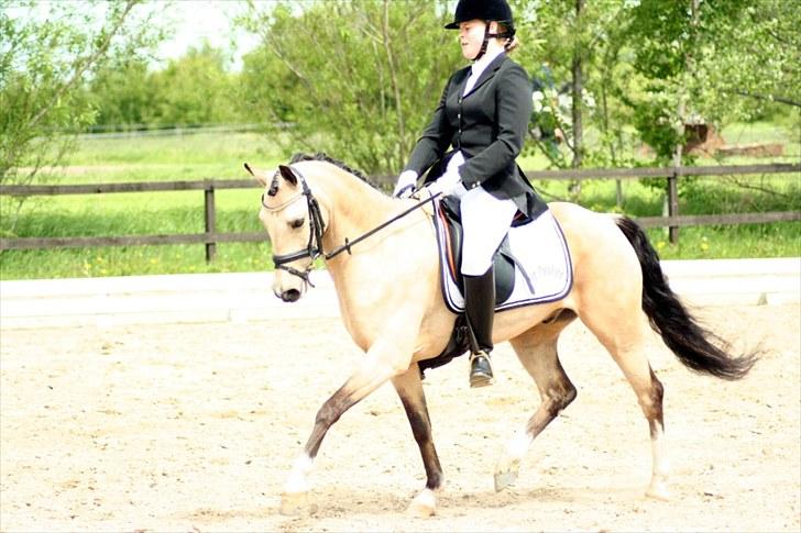 Rideklubben Falken d. 29.05.2010 - X-FAKTOR CUP KVALIFIKATION billede 20