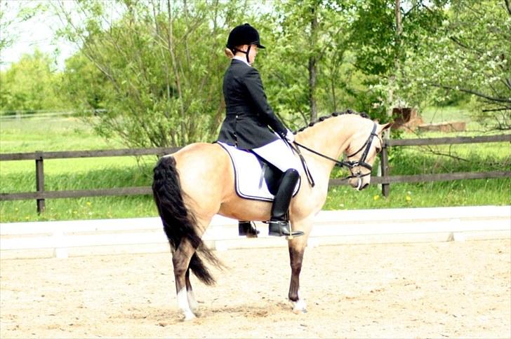 Rideklubben Falken d. 29.05.2010 - X-FAKTOR CUP KVALIFIKATION billede 23